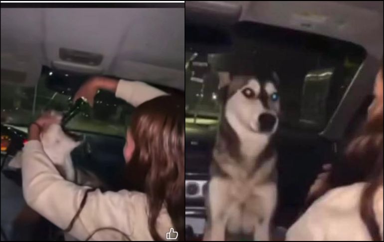 Una mujer subió un video en el que obligaba a un perro a beber alcohol; la situación provocó una fuerte ola de rechazo en redes sociales. ESPECIAL