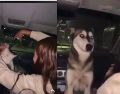 Una mujer subió un video en el que obligaba a un perro a beber alcohol; la situación provocó una fuerte ola de rechazo en redes sociales. ESPECIAL