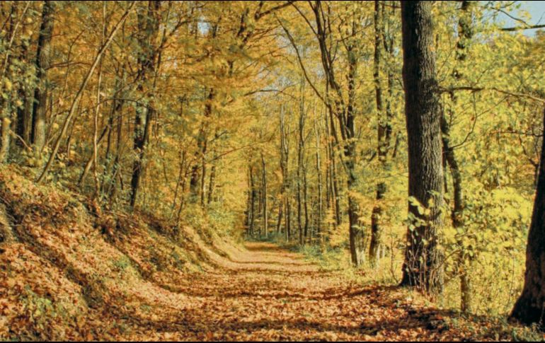 Parte del alma de Guadalajara vive en sus espacios naturales, como el Bosque de la Primavera. ESPECIAL