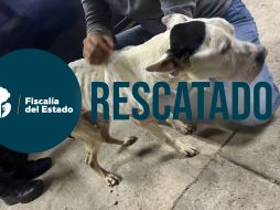 El perro fue trasladado a una veterniaria para su atención; a la par se abrió una carpeta de investigación por los sucesos. ESPECIAL / Fiscalía de Jalisco