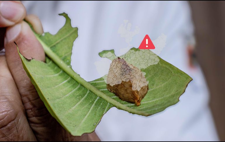 Lanzan advertencia por presencia de la oruga peluche en zonas de Tlajomulco. ESPECIAL / UdeG