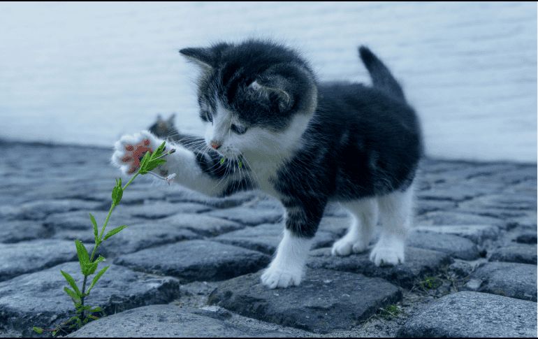 Aquí te presentamos información útil para saber leer los pequeños gestos que podrían indicar que tu mascota padece de problemas renales. ESPECIAL
