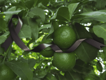 Bernardo Bravo es el quinto productor de limón asesinado en poco más de un año, desde que aumentaron sus protestas contra la extorsión. ESPECIAL / CANVA