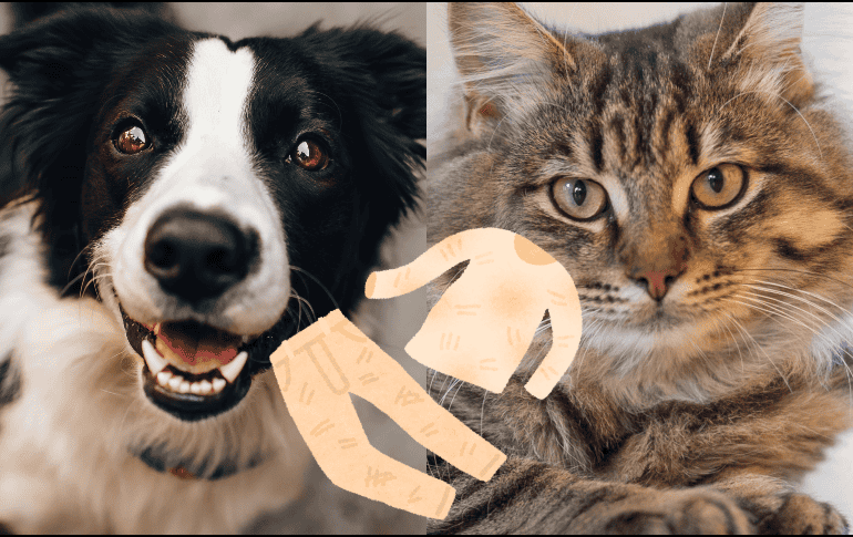 También es recomendable tener la costumbre constante de peinar a tu perro o gatito a diario, ya que esto reducirá la constante caída de pelo. ESPECIAL