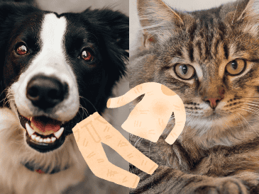 También es recomendable tener la costumbre constante de peinar a tu perro o gatito a diario, ya que esto reducirá la constante caída de pelo. ESPECIAL