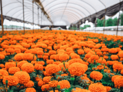 México produce alrededor de 25 mil toneladas de flor de cempasúchil cada año. ESPECIAL