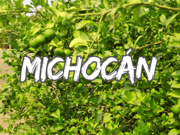 Para los jornaleros del sector limonero de Michoacán hay luto en el campo, por el asesinato de su líder Bernardo Bravo Manríquez, presidente de la Asociación de Citricultores del Valle de Apatzingán. NTX / ARCHIVO