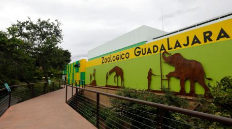El Zoológico Guadalajara ha sido reconocido por contar con un hospital veterinario conocido como Centro Integral de Medicina y Bienestar Animal que ofrece servicios que pueden atender desde una tortuga hasta un león. EFE / F. Guasco