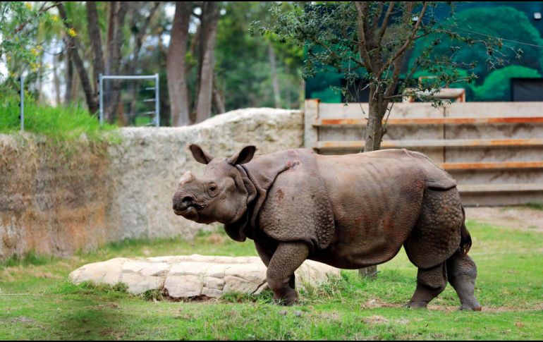 El Zoológico Guadalajara se ha convertido en un 