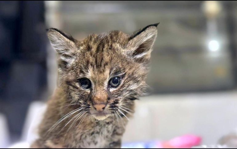 Este tipo de casos, según el director de la UNASAM, se han vuelto más frecuentes por el crecimiento urbano y la cercanía de Tlajomulco con áreas naturales. ESPECIAL / Gobierno de Tlajomulco