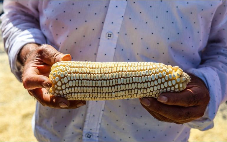 Luego de que se reunieron el pasado 17 de octubre en la Ciudad de México con el secretario Berdegué, esta mañana volvieron a bloquear carreteras y tomar casetas en distintas entidades. EL INFORMADOR/A.NAVARRO