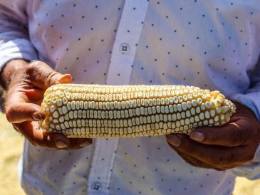 Luego de que se reunieron el pasado 17 de octubre en la Ciudad de México con el secretario Berdegué, esta mañana volvieron a bloquear carreteras y tomar casetas en distintas entidades. EL INFORMADOR/A.NAVARRO