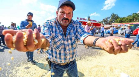 La dependencia del Gobierno Federal ofreció a los productores de maíz llegar a los 6,050 pesos por tonelada, crédito a los productores y seguro agropecuario. EL INFORMADOR/ A. Navarro