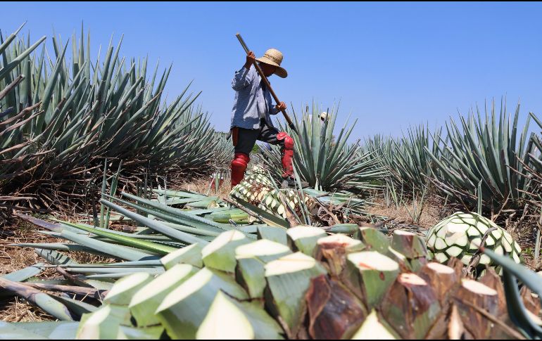 La marca de certificación Agave Responsable Social (ARS) no tiene costo y está dirigida a los productores de agave. CORTESÍA