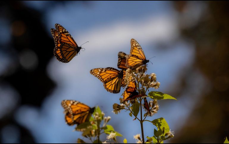La migración de la mariposa monarca se da cada año y es un fenómeno único ya que se realiza a lo largo de varias generaciones de mariposas. ESPECIAL/ Gobierno de México.