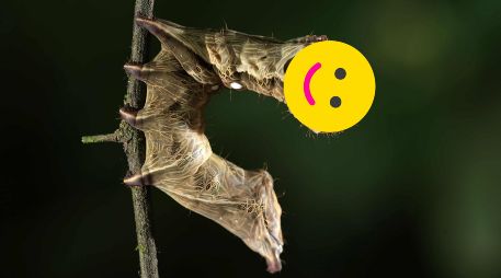 Opta por este tipo y acomodo de plantas en tu jardín y ayuda al ciclo de la vida de diveras especies de seres vivos. EFE / ARCHIVO