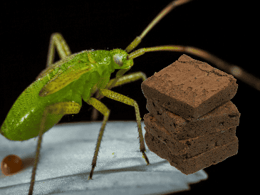 A pesar de los buenos resultados, no todas las formas de proteína de insecto tienen el mismo potencial. ESPECIAL