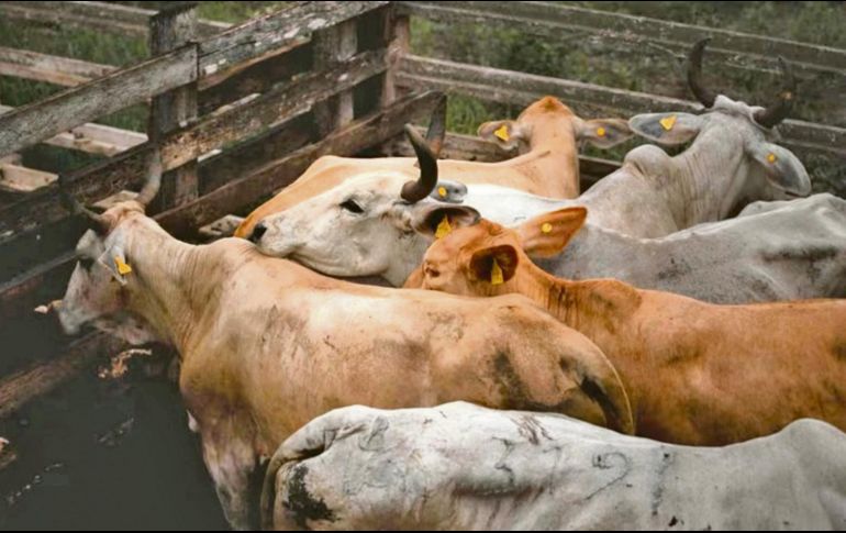El operativo contempla cuarentenas, controles interestatales y capacitación veterinaria. EL UNIVERSAL