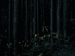 Estas especies se concentran en tres grandes zonas del país: la región centro, el noroeste y la zona golfo-caribe. Unsplash