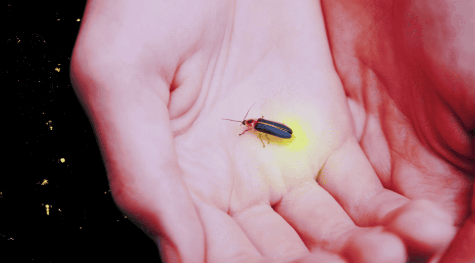 Estas especies se concentran en tres grandes zonas del país: la región centro, el noroeste y la zona golfo-caribe. ESPECIAL / CANVA