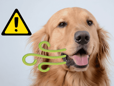 Una mala alimentación también puede provocar mal aliento a tu perro. UNSPLASH / F. LEONA