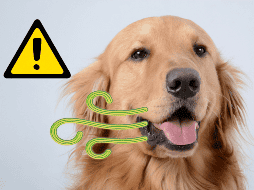 Una mala alimentación también puede provocar mal aliento a tu perro. UNSPLASH / F. LEONA