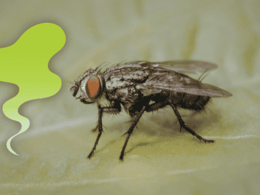 Las moscas suelen acercarse a lugares donde encuentran comida, humedad o materia orgánica en descomposición. ESPECIAL / CANVA