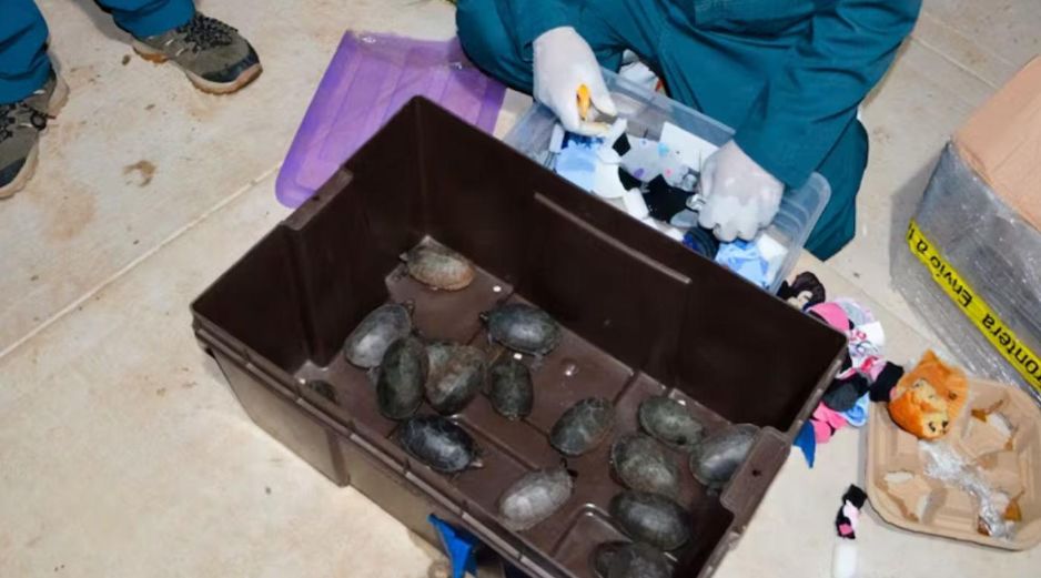 Las 774 tortugas fueron trasladadas a una Unidad de Manejo para la Conservación de la Vida Silvestre (UMA), donde recibirán cuidados en condiciones adecuadas para su resguardo. ESPECIAL
