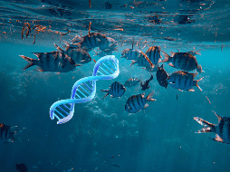 Los investigadores demostraron que la temperatura puede modificar la metilación del ADN. CANVA / ESPECIAL