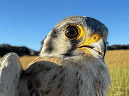 Durante la revisión veterinaria se determinó que el cernícalo presentaba un impacto leve que le impedía volar temporalmente. ESPECIAL / AYUNTAMIENTO DE TLAJOMULCO