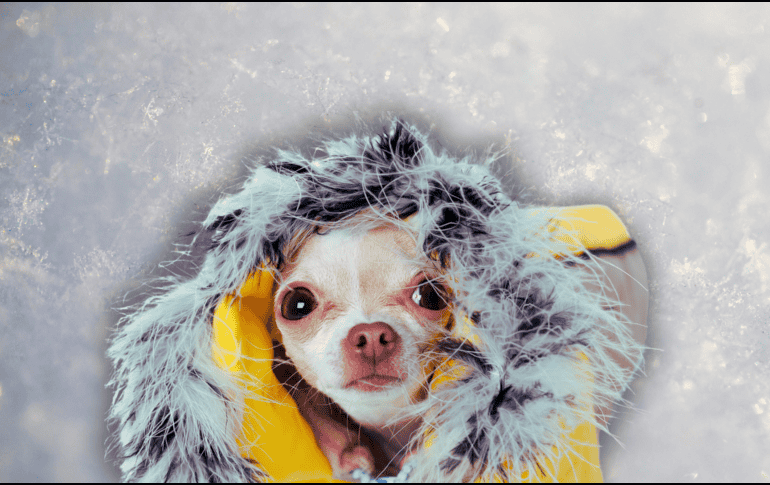 La ropa que se le coloca a los lomitos debe cubrir todo el lomo del perrito. ESPECIAL / CANVA