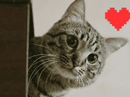 Aunque los gatos son conocidos por comportamientos más independientes que los perros, el estudio destaca que esto no reduce el potencial de conexión emocional. ESPECIAL