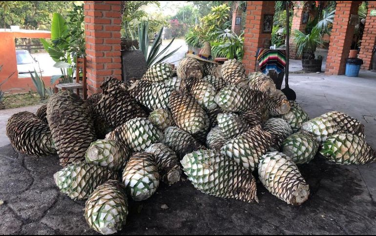 De acuerdo con la Secretaría de Agricultura y Desarrollo Rural, la raicilla es un destilado tradicional de Jalisco elaborado a partir de dos tipos de agave. CORTESÍA