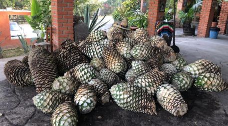 De acuerdo con la Secretaría de Agricultura y Desarrollo Rural, la raicilla es un destilado tradicional de Jalisco elaborado a partir de dos tipos de agave. CORTESÍA