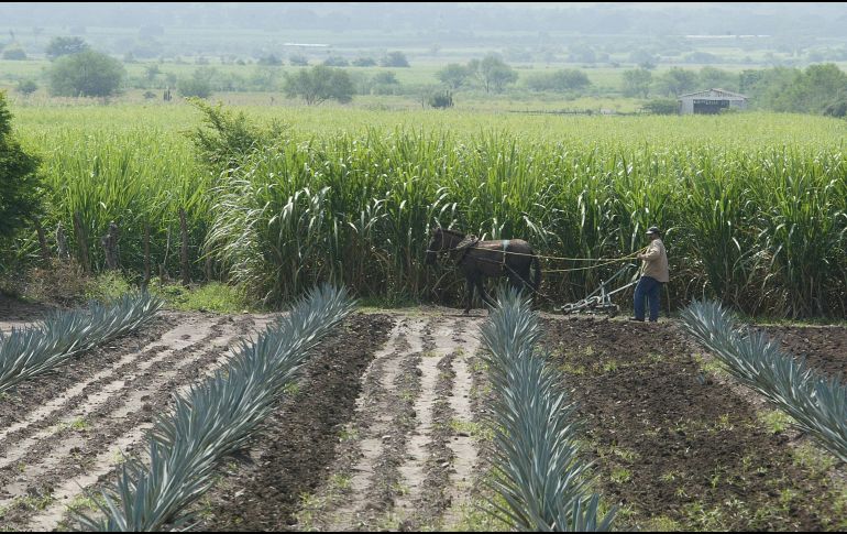 Indicó que este llamado ocurre en medio del proceso para adherirse al Decreto de Facilidades Administrativas, publicado en el Diario Oficial de la Federación, que otorga seis meses para actualizar o regularizar títulos de concesión. EL INFORMADOR / ARCHIVO