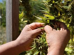 En el año 2021, la SCJN declaró como inconstitucional la prohibición absoluta del consumo lúdico o recreativo de cannabis. SUN/ARCHIVO