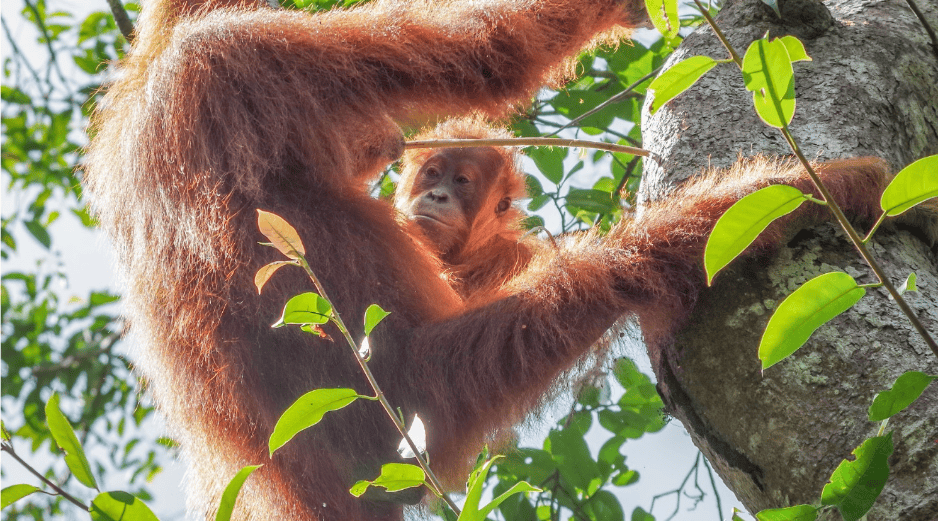 El objetivo siempre es claro: asegurar que el comercio de vida silvestre sea “legal, sostenible y trazable”, sin dejar margen a la extinción de especies. EFE / ARCHIVO