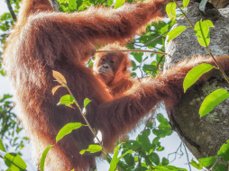 El objetivo siempre es claro: asegurar que el comercio de vida silvestre sea “legal, sostenible y trazable”, sin dejar margen a la extinción de especies. EFE / ARCHIVO