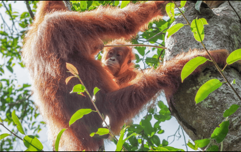 La CITES, un acuerdo internacional concertado entre los gobiernos, ofrece diversos grados de protección a más de 37 mil especies de animales y plantas. EFE / G.  Duvot