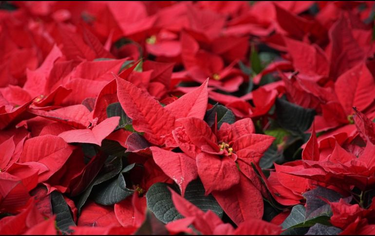 Las Nochebuenas, originarias de México, son parte fundamental de la decoración navideña. CANVA