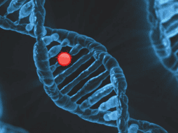 Este descubrimiento se alcanzó con el análisis de sitios de inicio de transcripción en 150 mil genomas humanos del 