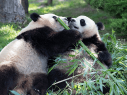 Dos pandas veteranos, que llegaron en 2012 al zoo de Beauval, en el centro de Francia, salieron este martes hacia China para pasar la última etapa de sus vidas. EFE / ARCHIVO