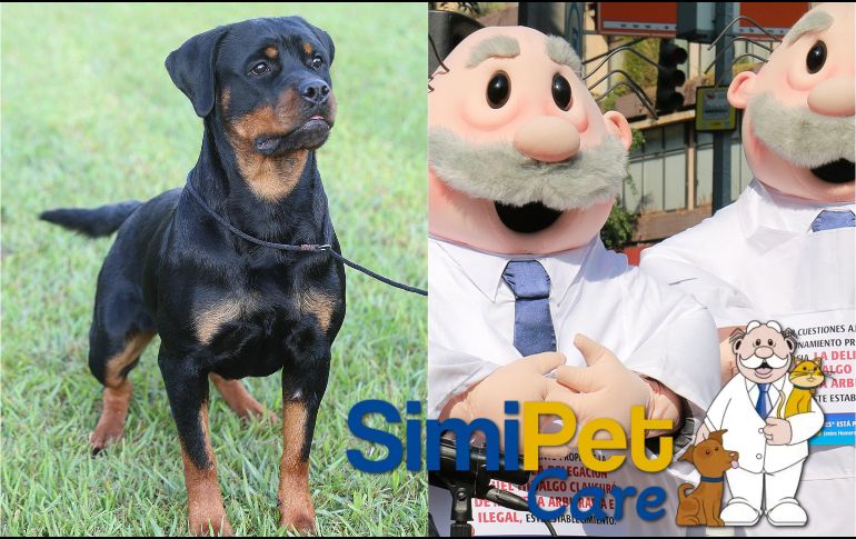 Aquí puedes llevar a tu mascota a atenderse en el SimiPet Care. NTX / SUN / ARCHIVO