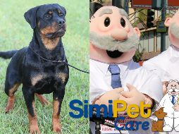 Aquí puedes llevar a tu mascota a atenderse en el SimiPet Care. NTX / SUN / ARCHIVO