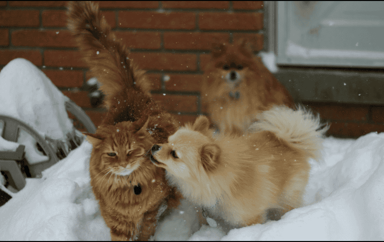 Algunas especias de gatos y perros están más vulnerables con el frío dado su tamaño o falta de pelo. UNSPLASH/Daniel Tuttle