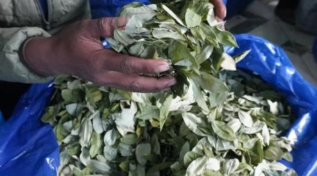La recomendación final de la Organización Mundial de la Salud (OMS) supone que la hoja de coca siga en esa Lista I. EFE / ARCHIVO