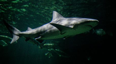 Este descubrimiento aporta pistas clave sobre cómo era la vida marina en el vasto océano que dominaba el continente. EL INFORMADOR/ARCHIVO