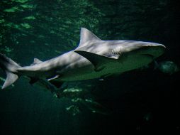 Este descubrimiento aporta pistas clave sobre cómo era la vida marina en el vasto océano que dominaba el continente. EL INFORMADOR/ARCHIVO