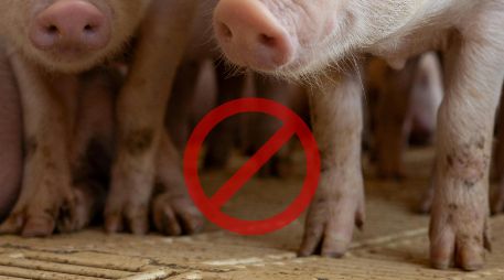 Este bote de peste porcina ha hecho que las granjas de cerdos refuercen su bioseguridad, mientras que las administraciones ya han delimitado zonas de seguridad y vigilancia. ESPECIAL / CANVA