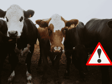 A partir de hoy, 2 de diciembre de 2025, los movilizadores de ganado bovino, bufalino, bisontes, ovino, caprino, porcino y aves deben cumplir con lo establecido en las disposiciones legales. UNSPLASH / CANVA